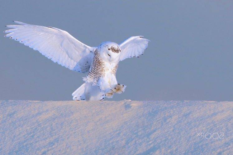photography, Animals, Birds, Winter, Snow, Owl HD Wallpaper Desktop Background