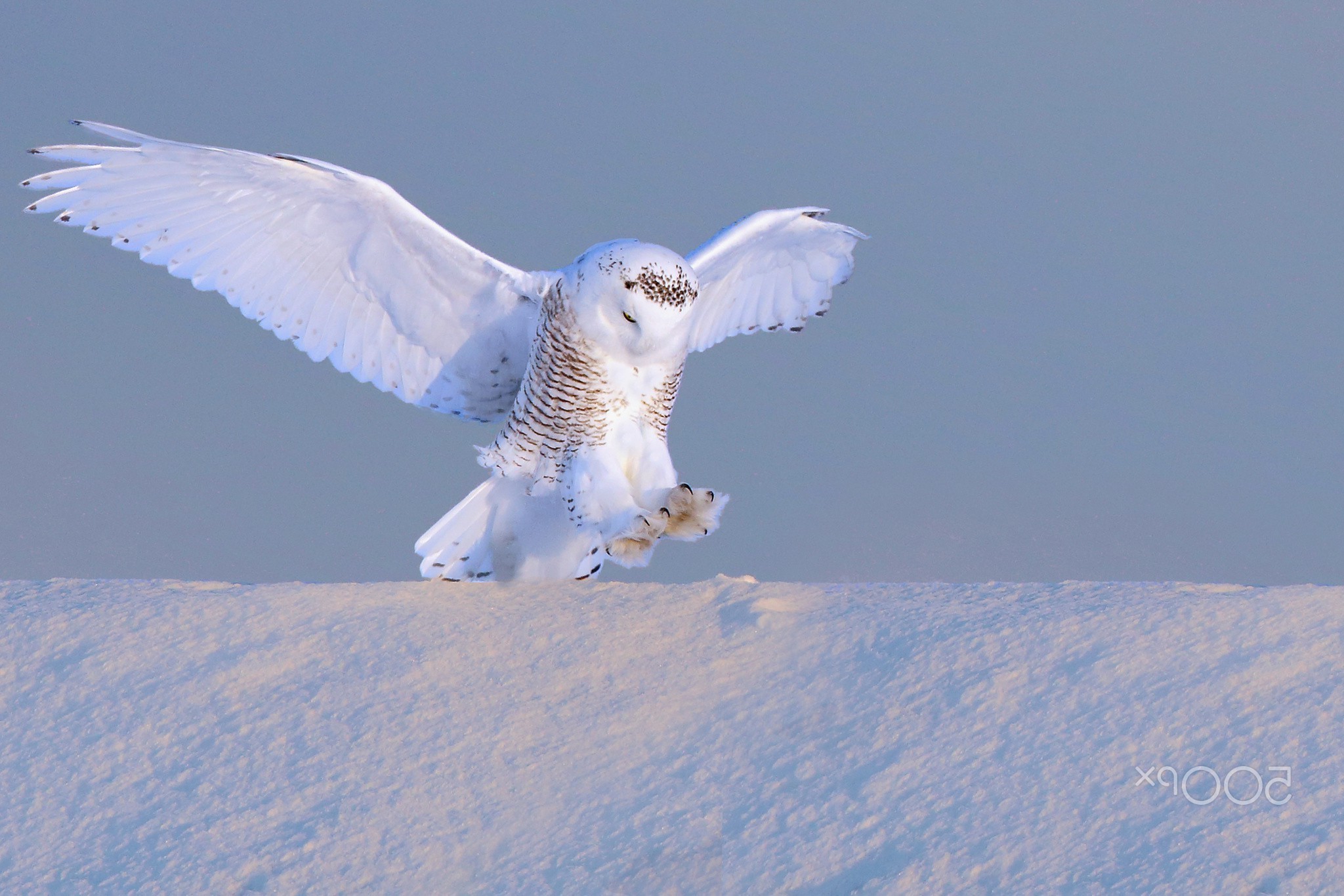 photography, Animals, Birds, Winter, Snow, Owl Wallpaper