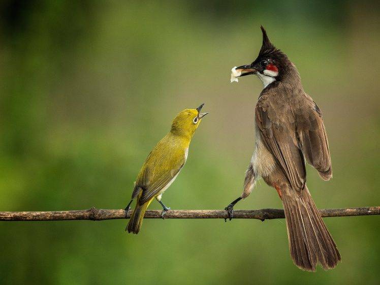 photography, Animals, Birds HD Wallpaper Desktop Background