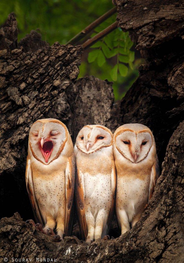 photography, Animals, Owl HD Wallpaper Desktop Background