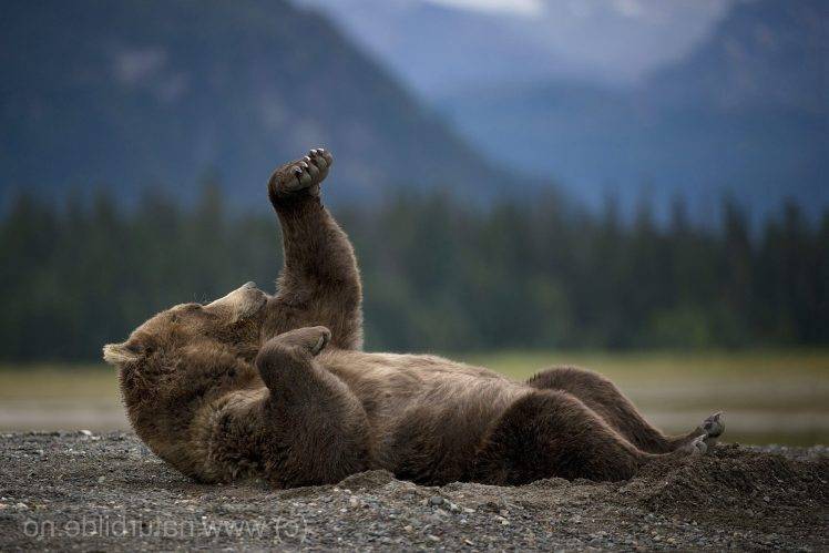 photography, Animals, Bears HD Wallpaper Desktop Background