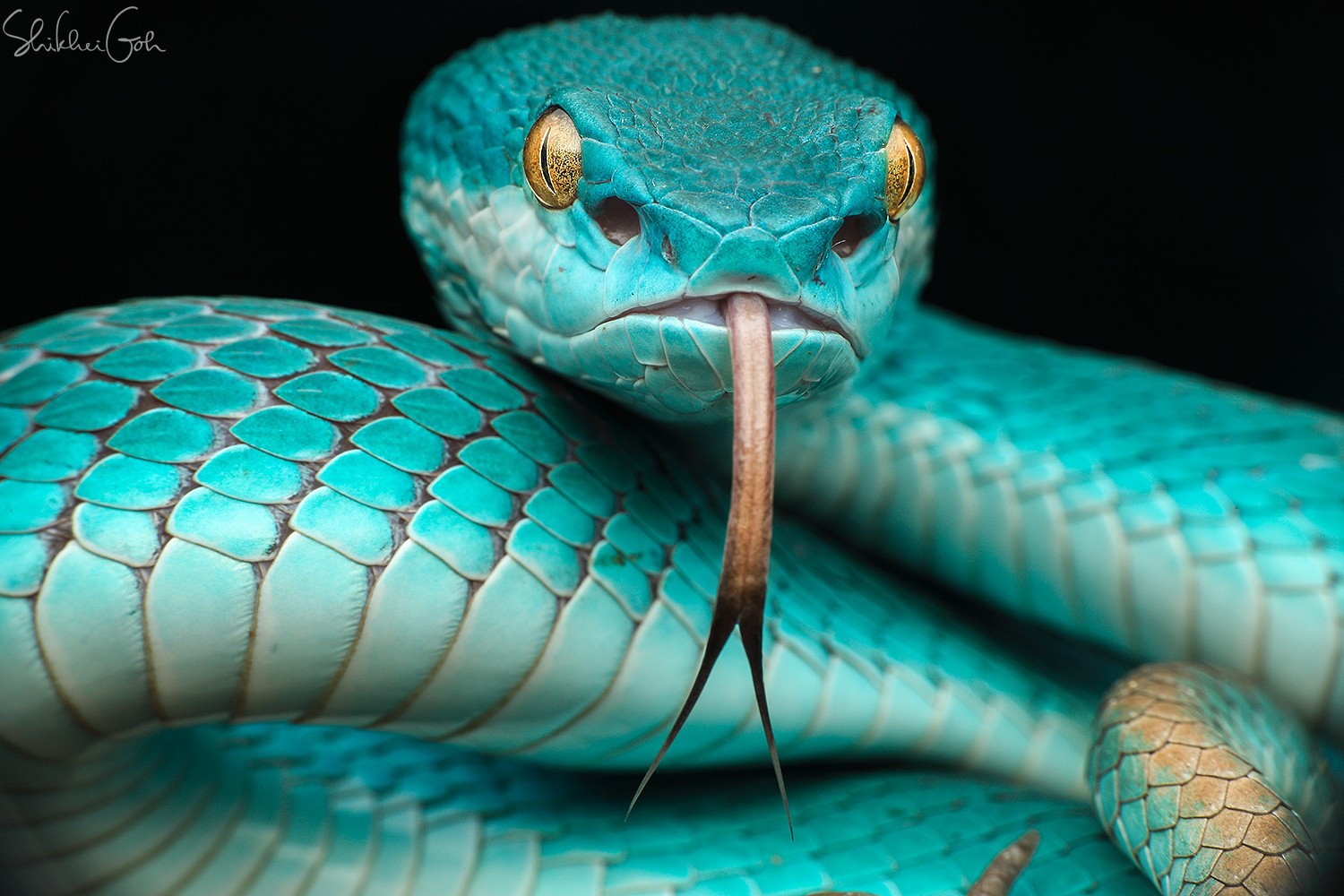 photography, Animals, Snake Wallpapers HD / Desktop and Mobile Backgrounds