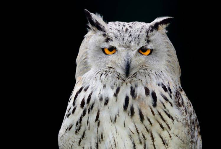photography, Animals, Owl HD Wallpaper Desktop Background