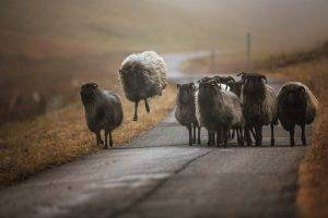 photography, Nature, Animals, Sheep