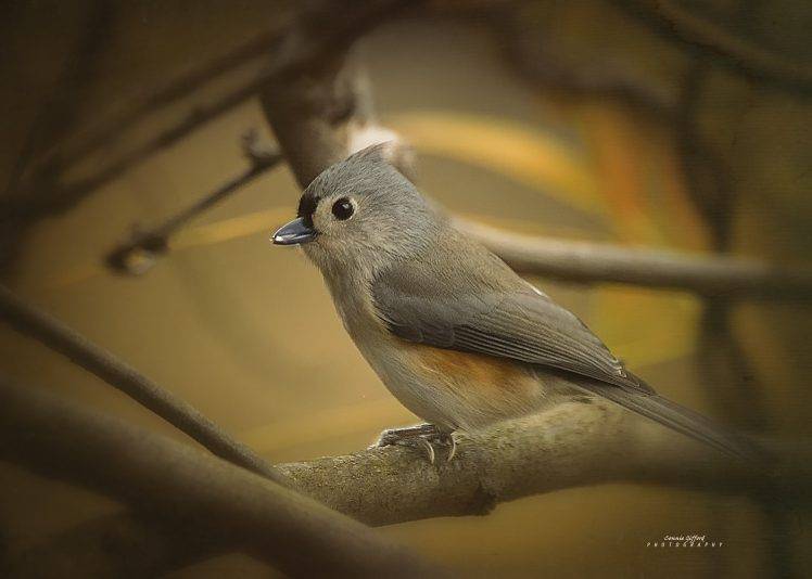 photography, Nature, Animals, Birds HD Wallpaper Desktop Background