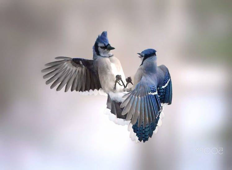 photography, Animals, Birds, Nature HD Wallpaper Desktop Background