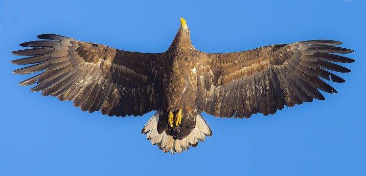 photography, Animals, Eagle HD Wallpaper Desktop Background