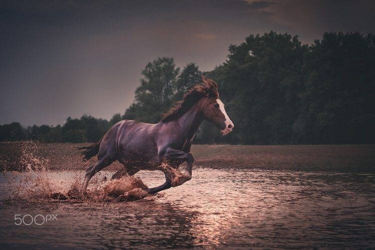 photography, Animals, Horse HD Wallpaper Desktop Background