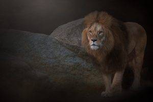 photography, Lion, Animals