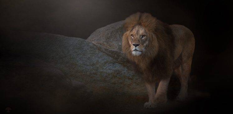photography, Lion, Animals HD Wallpaper Desktop Background