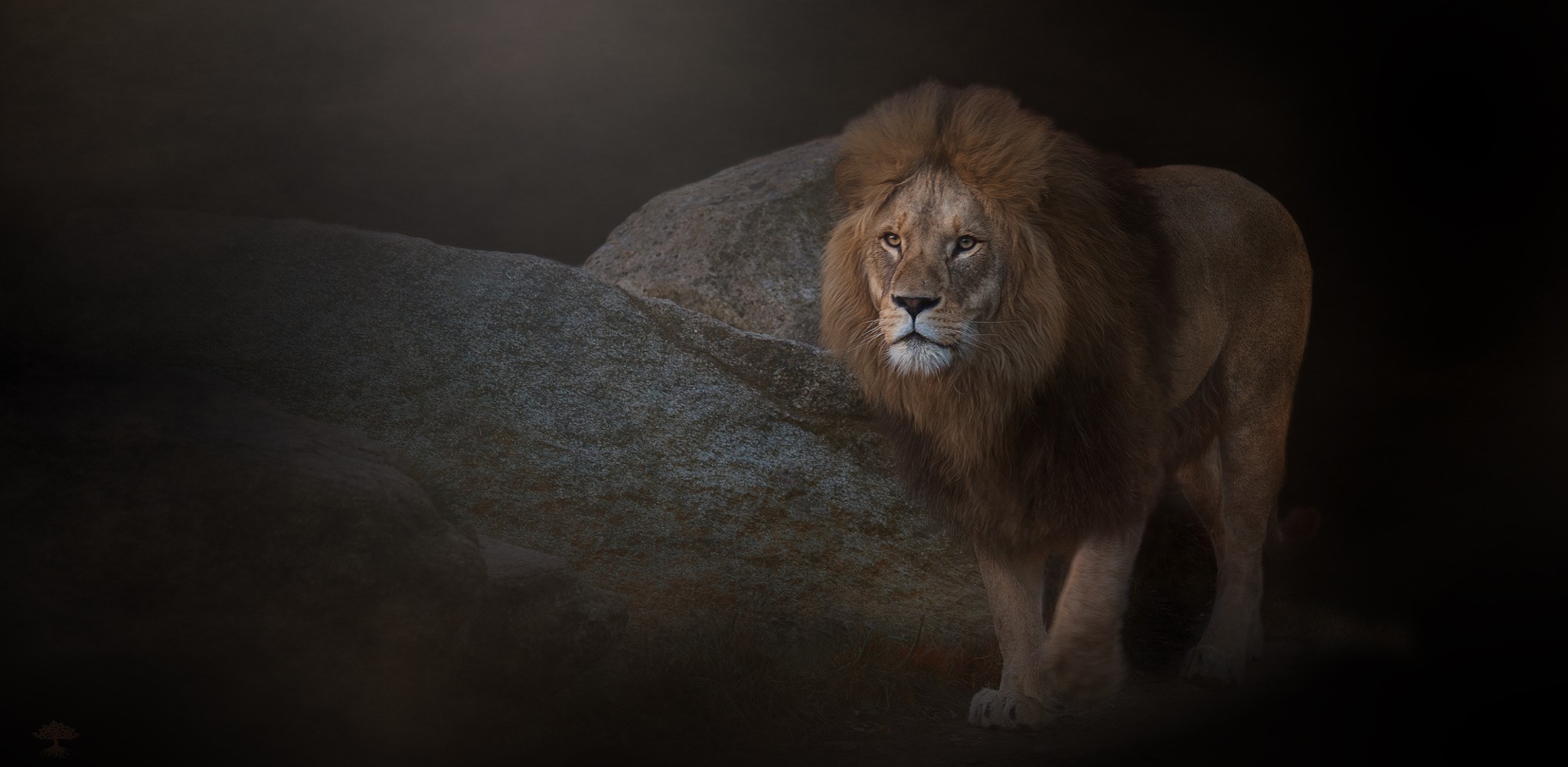 photography, Lion, Animals Wallpaper