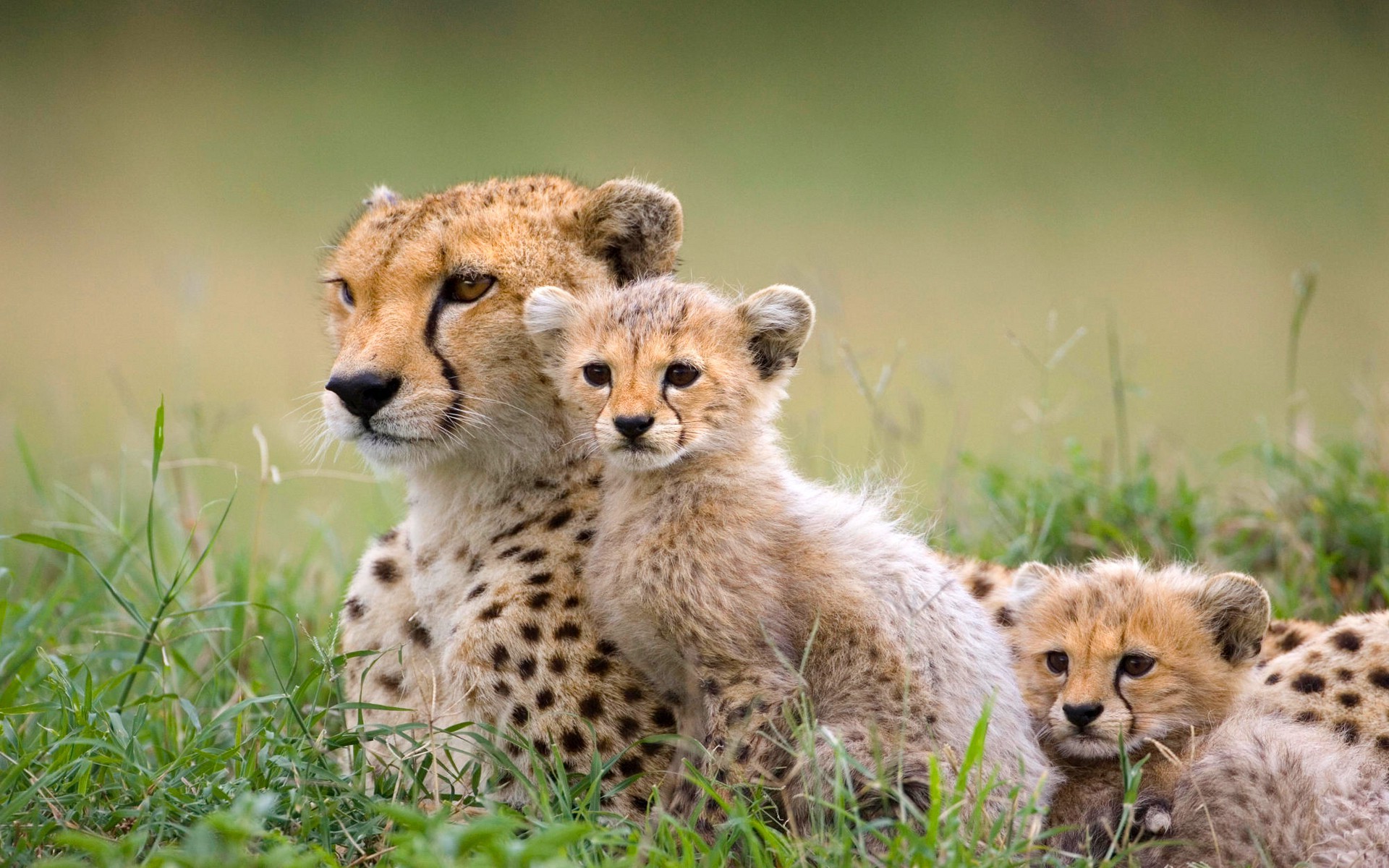 animals, Mammals Wallpapers HD / Desktop and Mobile ...