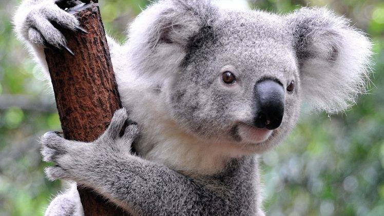 animals, Koalas, Mammals HD Wallpaper Desktop Background