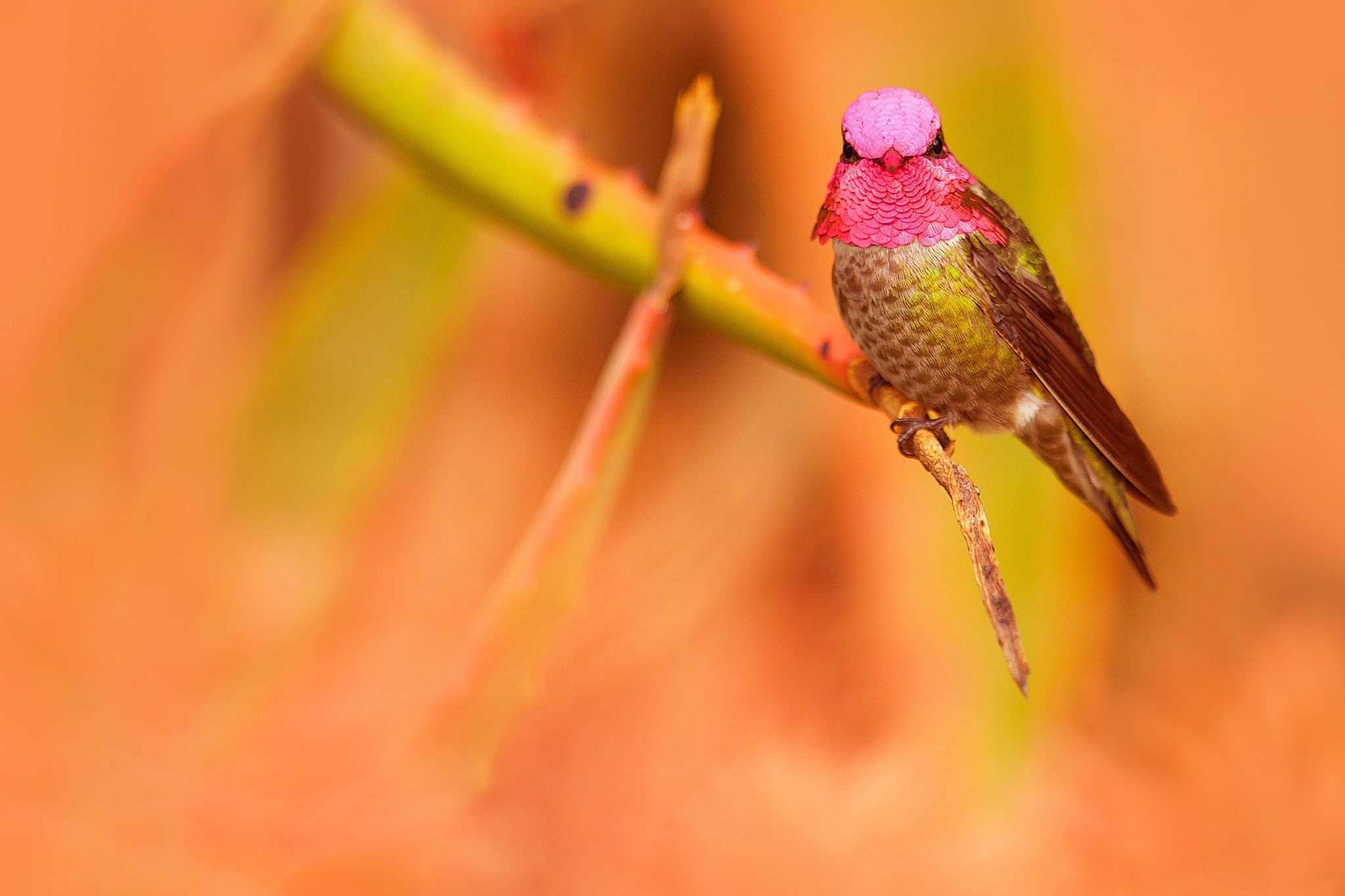 birds, Animals Wallpaper