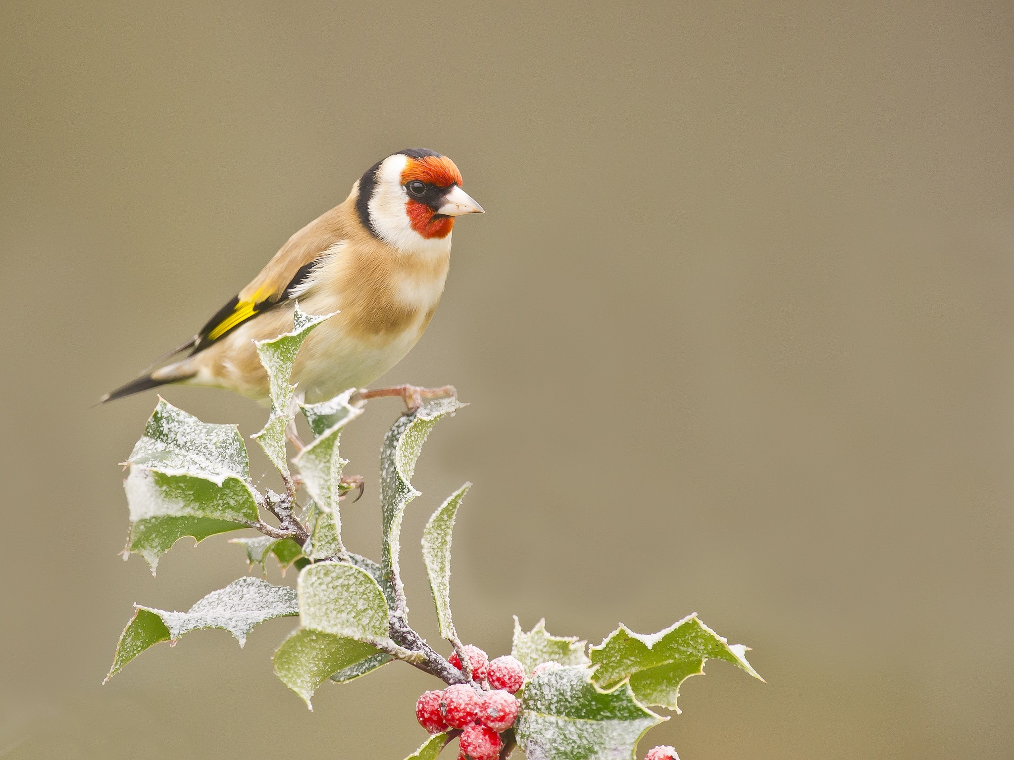 birds, Animals Wallpaper
