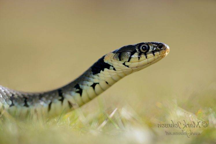 photography, Nature, Animals, Landscape, Snake HD Wallpaper Desktop Background