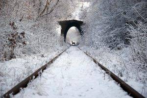 photography, Nature, Animals, Road, Train