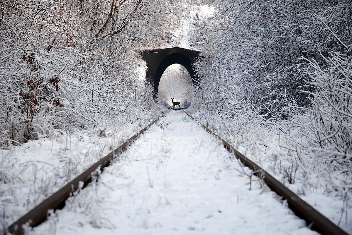 photography, Nature, Animals, Road, Train Wallpaper