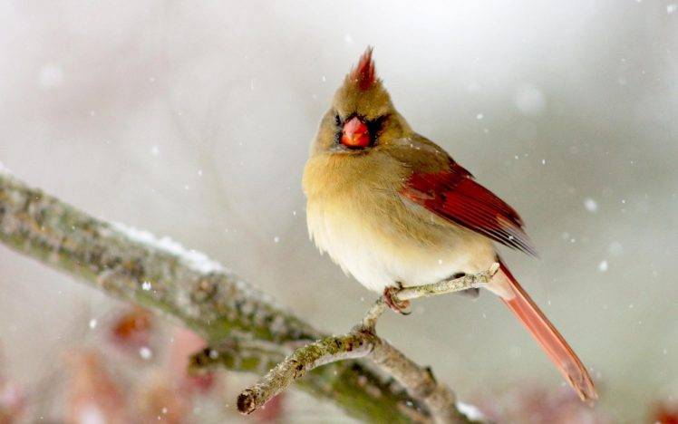 nature, Animals, Birds HD Wallpaper Desktop Background