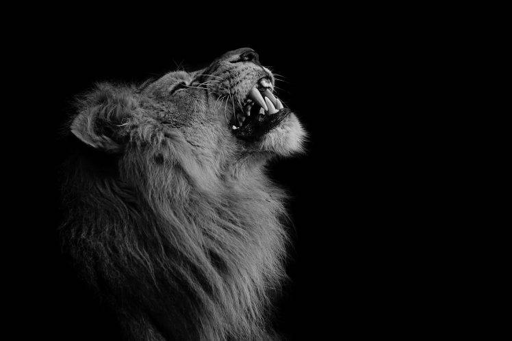 photography, Lion, Animals HD Wallpaper Desktop Background
