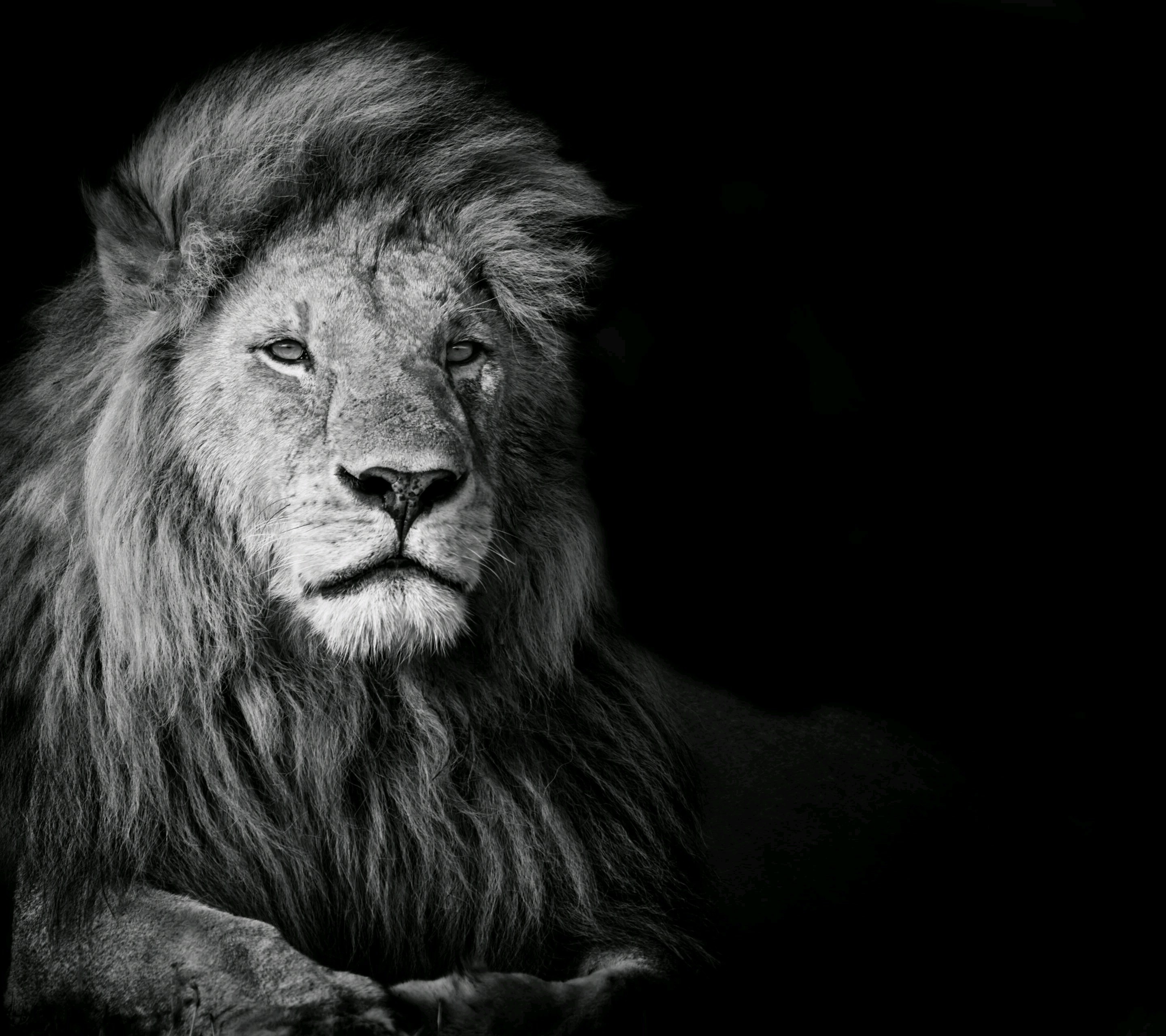 photography, Animals, Lion Wallpaper