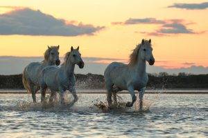 photography, Animals, Horse