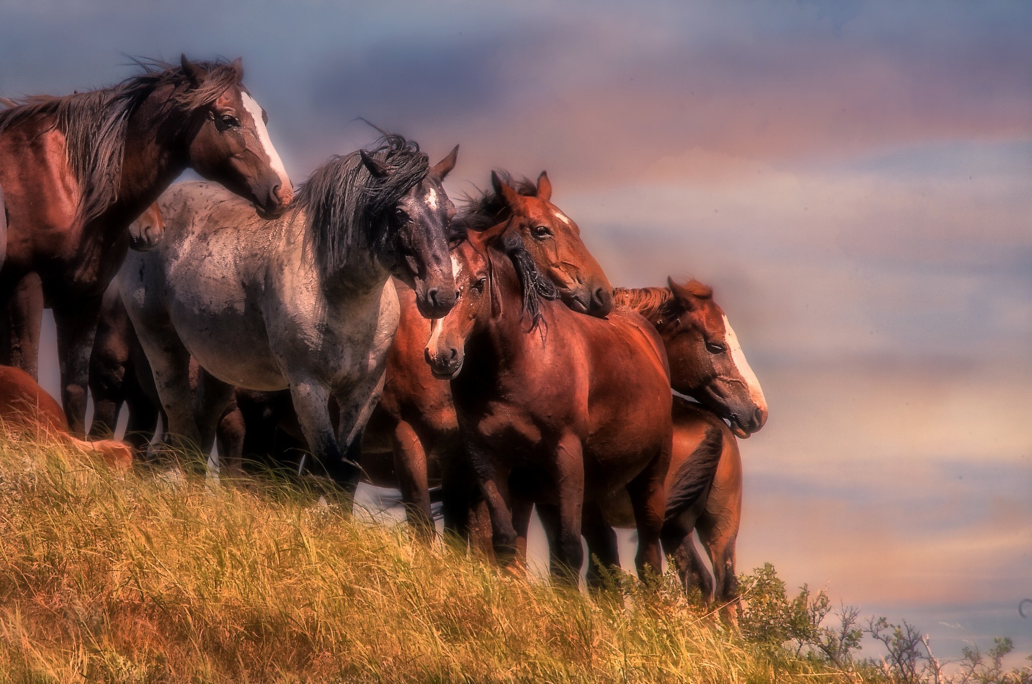 photography, Animals, Horse Wallpaper