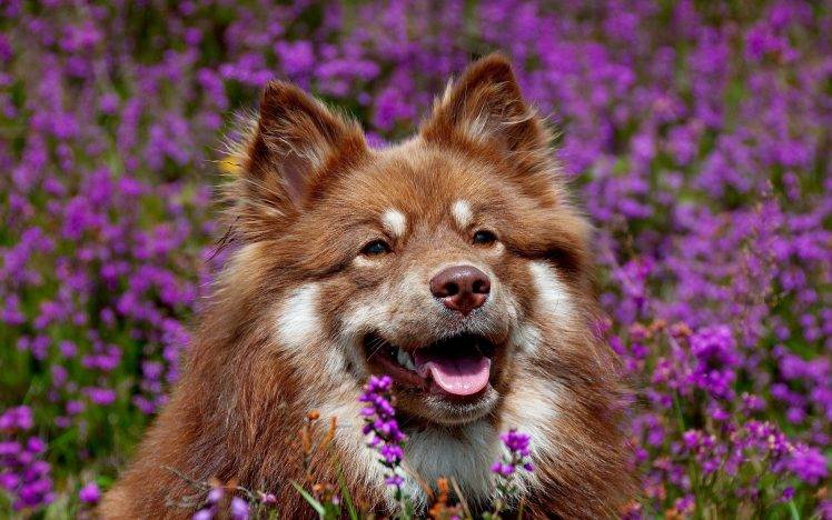 photography, Animals, Dog HD Wallpaper Desktop Background