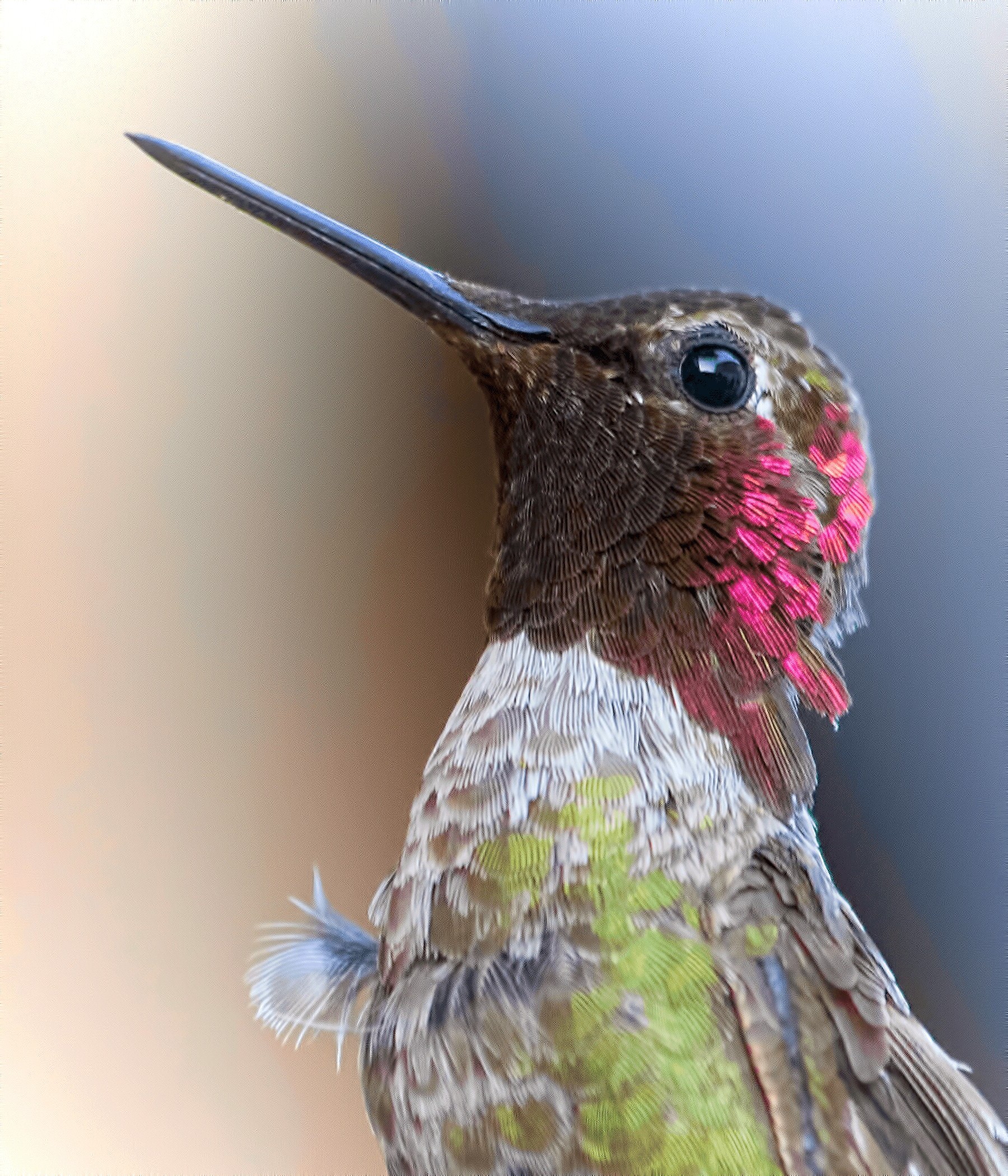 photography, Animals, Birds Wallpaper