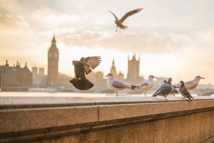 photography, Animals, Birds, London HD Wallpaper Desktop Background