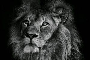 photography, Animals, Lion