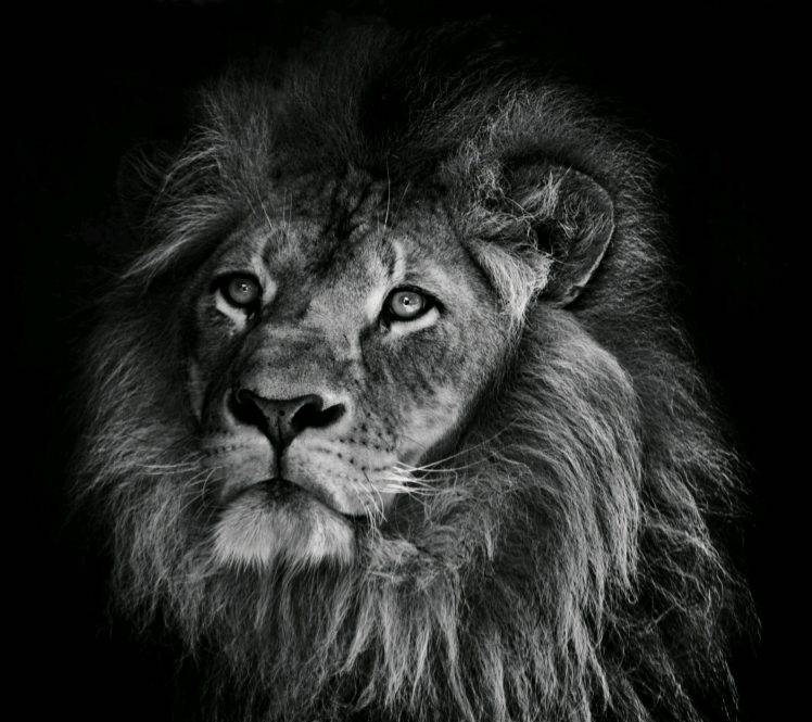photography, Animals, Lion HD Wallpaper Desktop Background