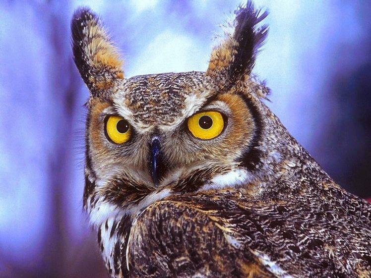 photography, Animals, Birds, Owl HD Wallpaper Desktop Background