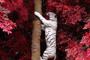 photography, Animals, White Tigers