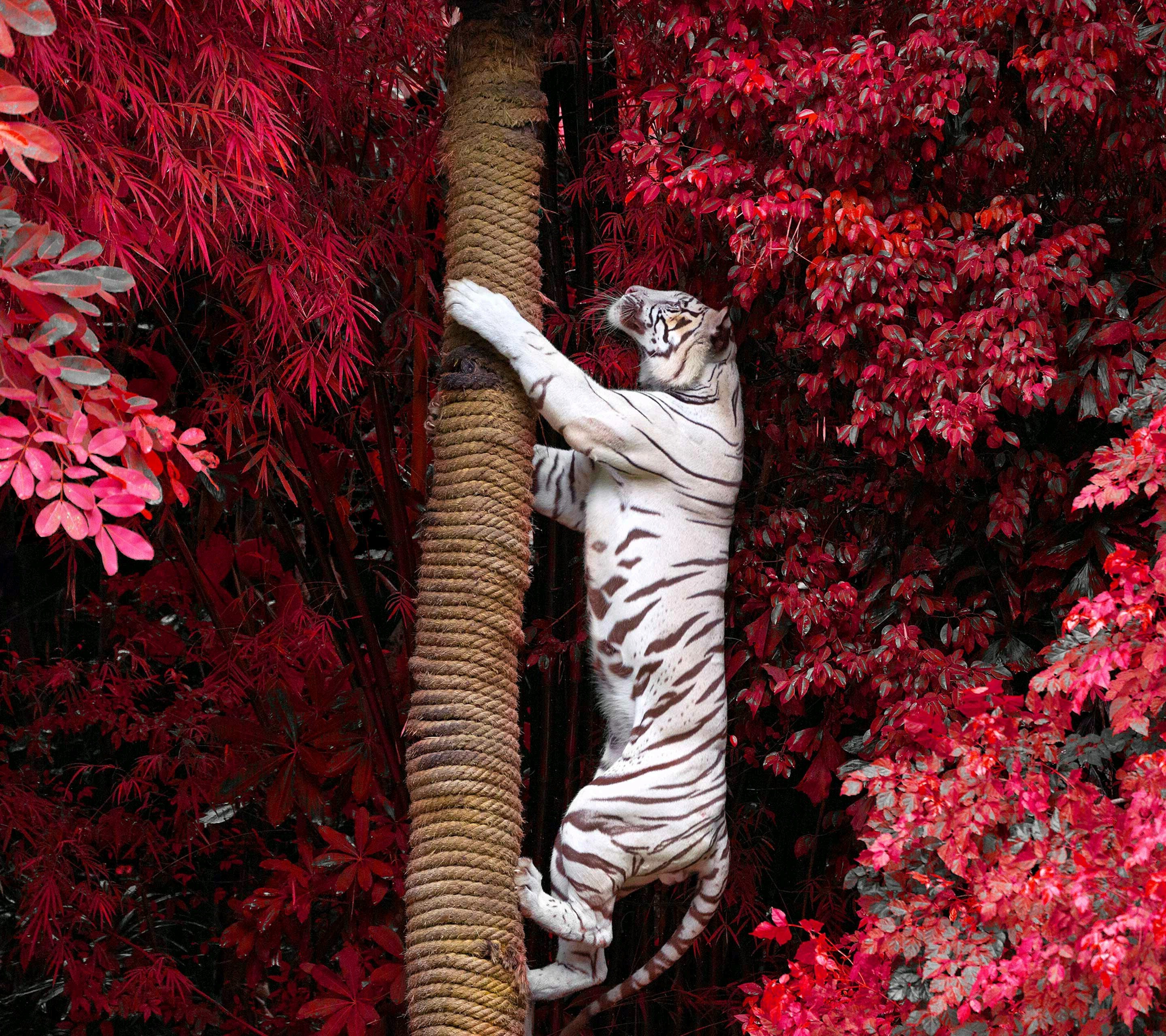 photography, Animals, White Tigers Wallpaper