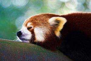 animals, Red Panda, Nature, Red