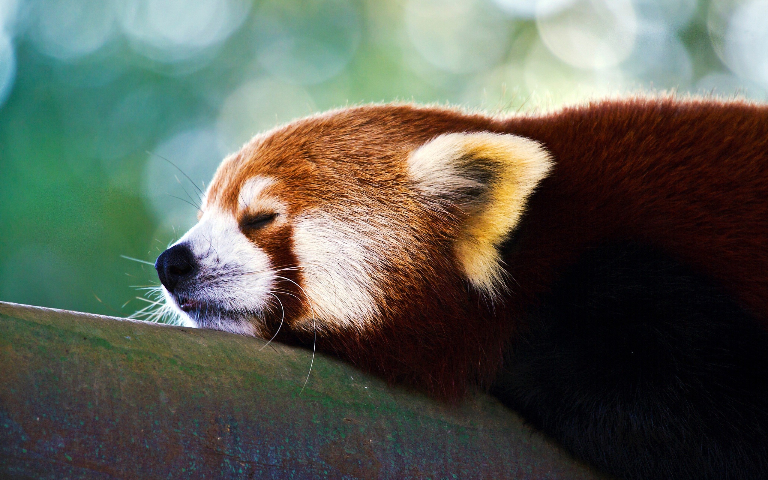 animals, Red Panda, Nature, Red Wallpaper