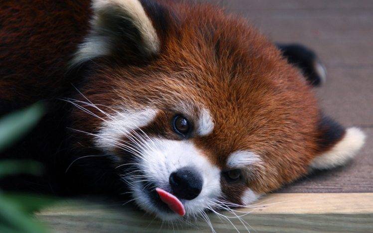 animals, Red Panda, Nature, Red HD Wallpaper Desktop Background