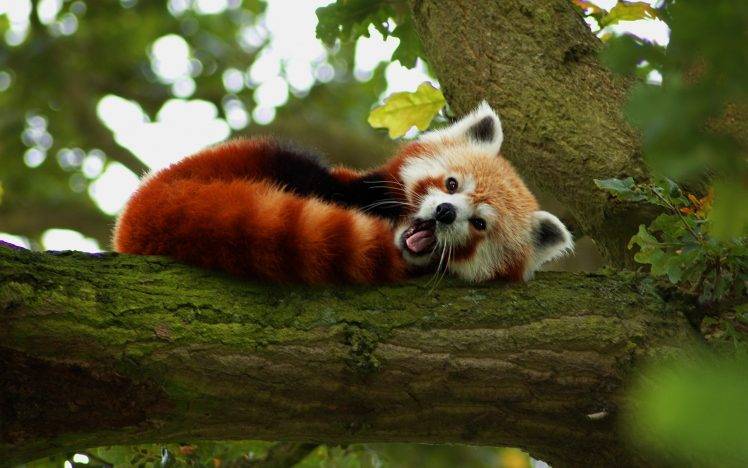 animals, Red Panda, Nature, Red HD Wallpaper Desktop Background