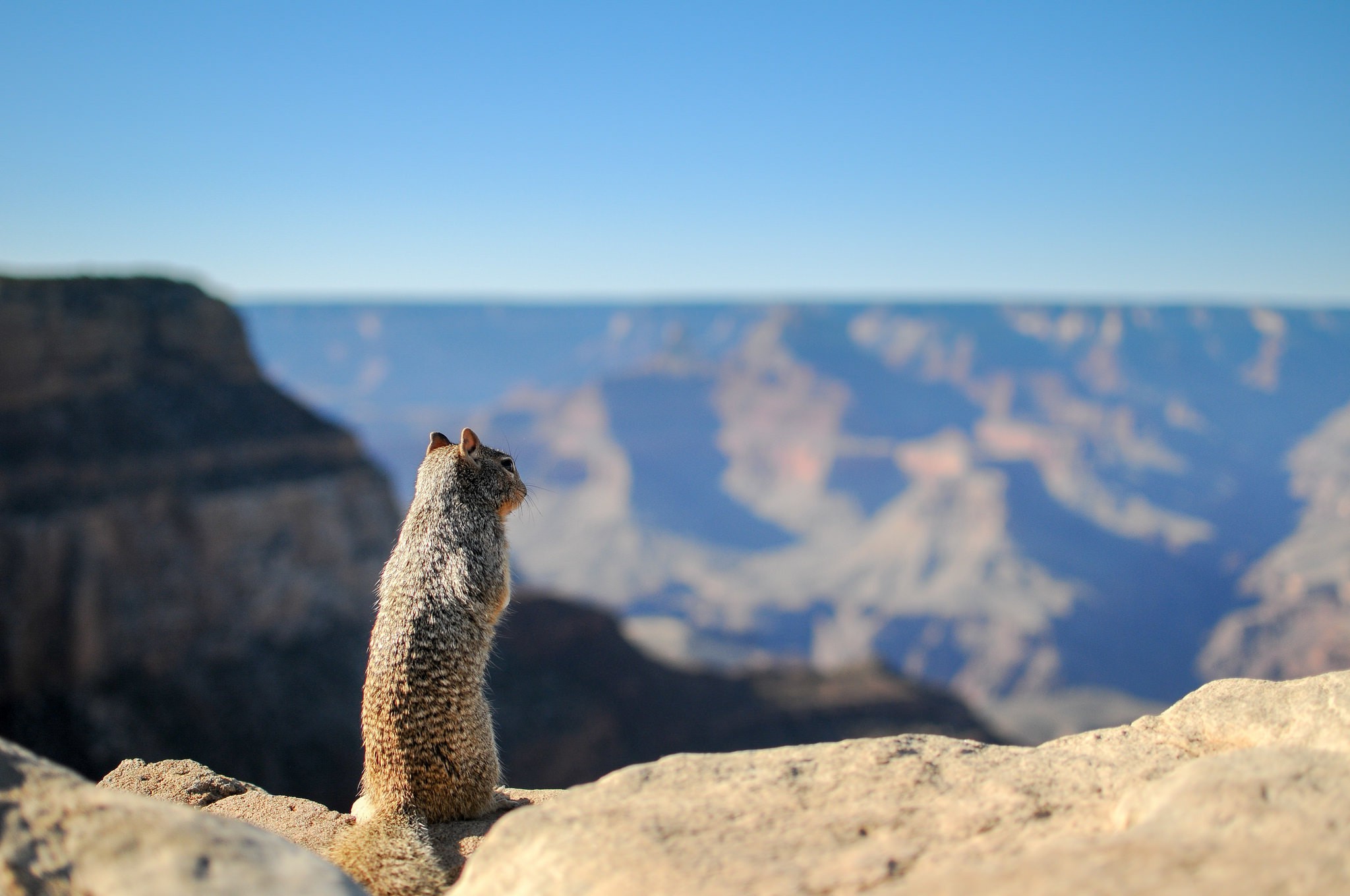 animals, Depth Of Field, Grand Canyon, Squirrel Wallpaper