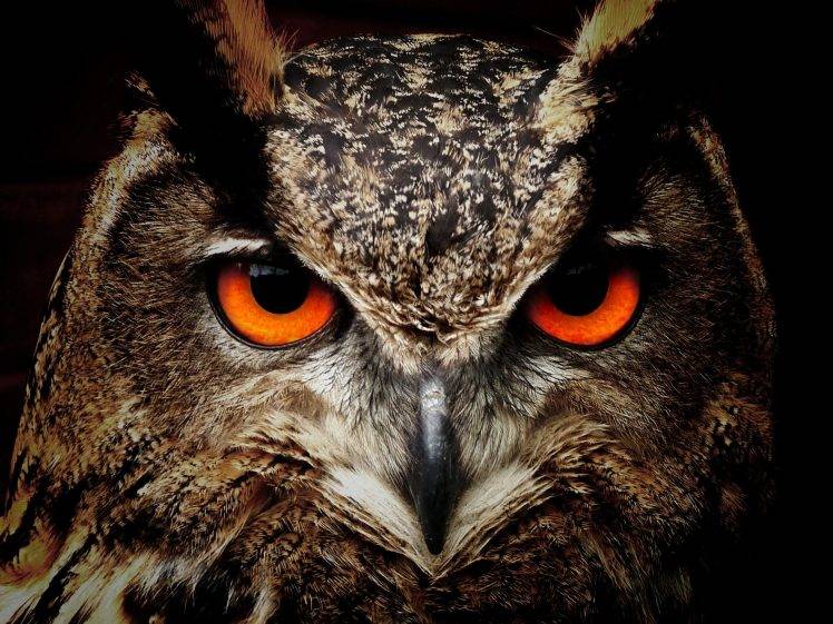 photography, Animals, Birds, Owl Wallpapers HD / Desktop and Mobile  Backgrounds