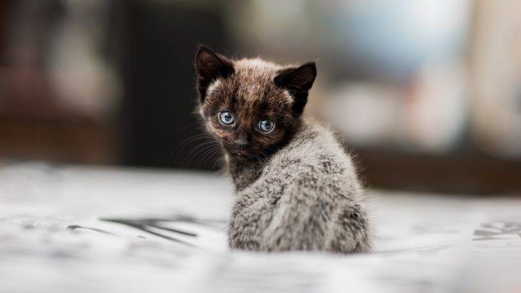 kittens, Cat, Depth Of Field, Animals HD Wallpaper Desktop Background