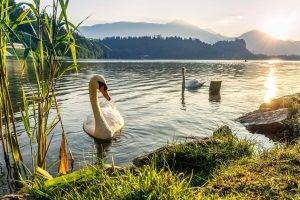 nature, Swan, Animals, Water