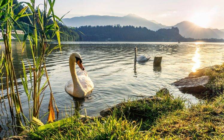 nature, Swan, Animals, Water HD Wallpaper Desktop Background