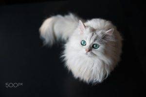 cat, Animals, White, Simple Background, Green Eyes