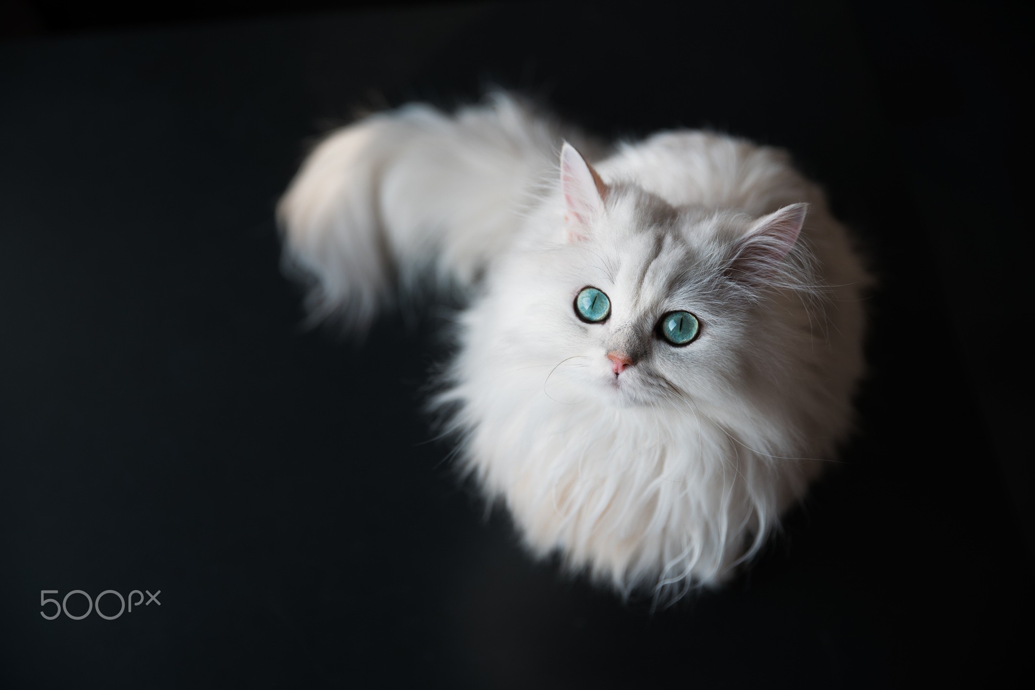 cat, Animals, White, Simple Background, Green Eyes Wallpaper