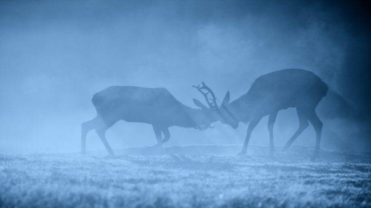 animals, Deer, Mammals HD Wallpaper Desktop Background
