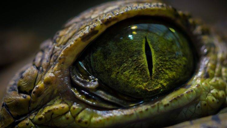 animals, Macro, Reptile, Eyes HD Wallpaper Desktop Background