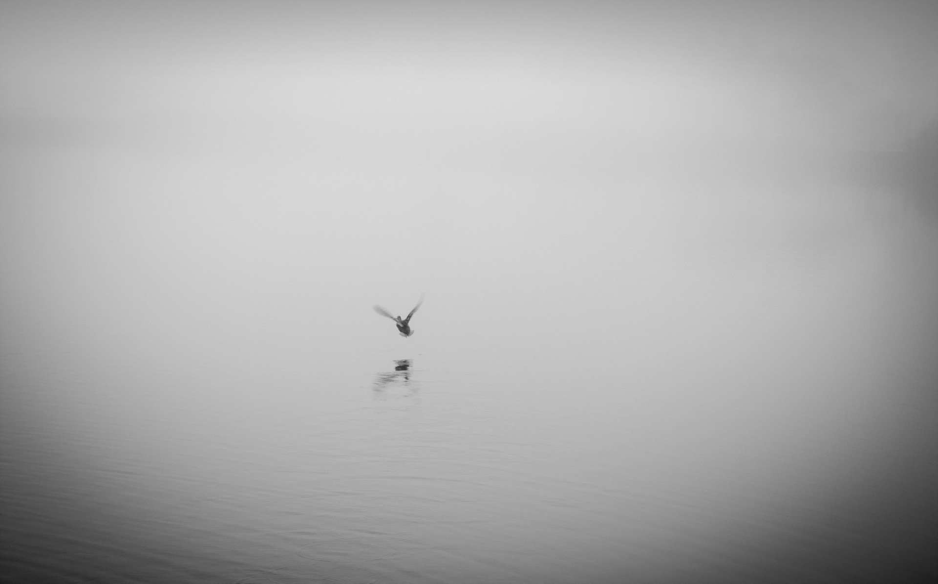 animals, Duck Wallpaper