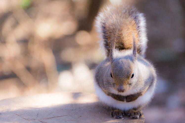 squirrel, Animals HD Wallpaper Desktop Background